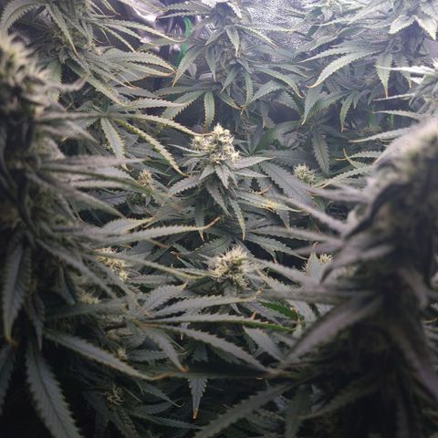 Cookie growlog timeline photo