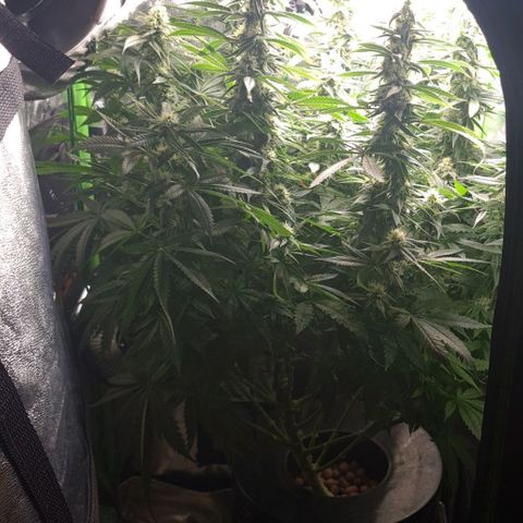 Cookie growlog timeline photo