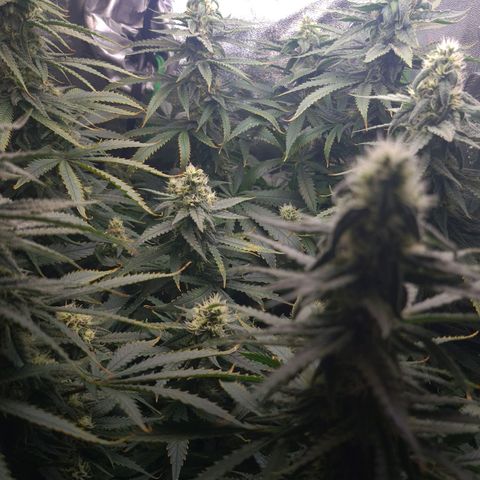 Cookie growlog timeline photo