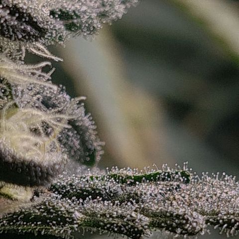 Cookie growlog timeline photo