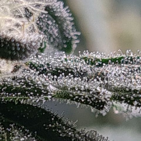 Cookie growlog timeline photo