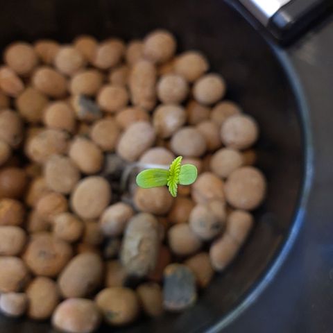 Guineo growlog timeline photo