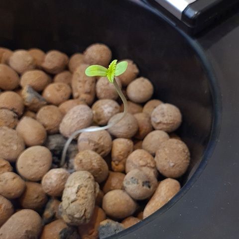 Guineo growlog timeline photo