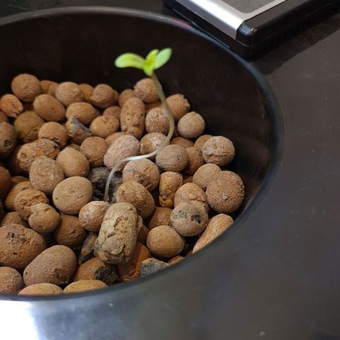 Guineo growlog timeline photo