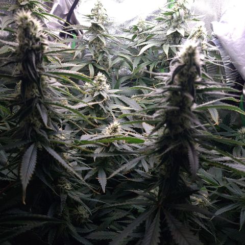 Cookie growlog timeline photo