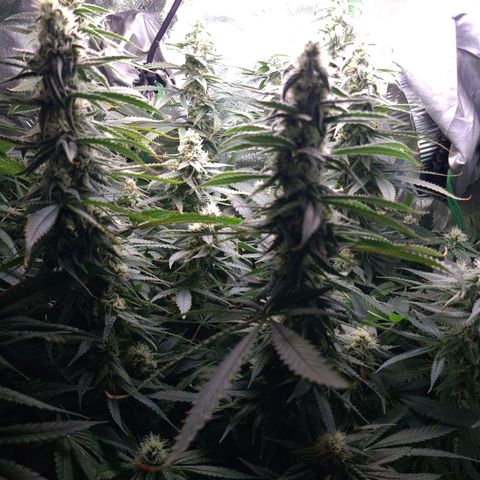Cookie growlog timeline photo