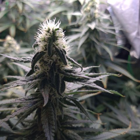 Cookie growlog timeline photo