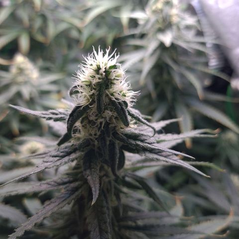 Cookie growlog timeline photo