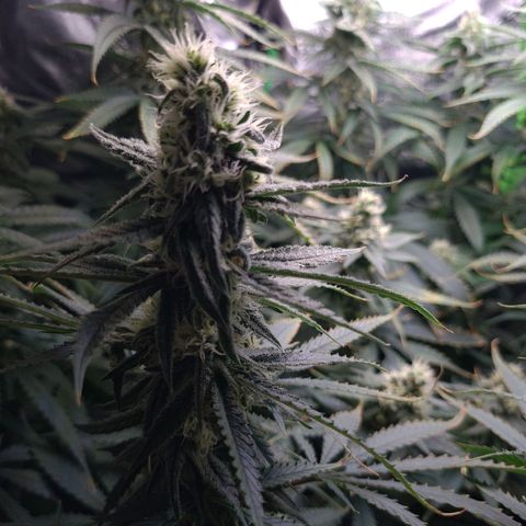 Cookie growlog timeline photo