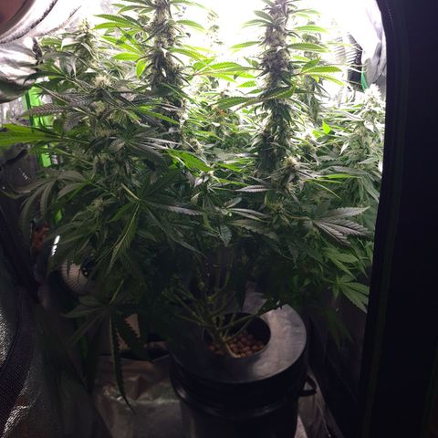 Cookie growlog timeline photo