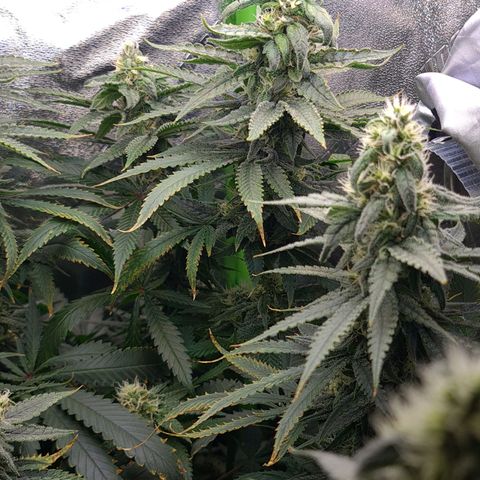 Cookie growlog timeline photo
