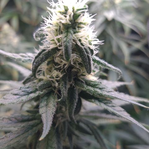 Cookie growlog timeline photo