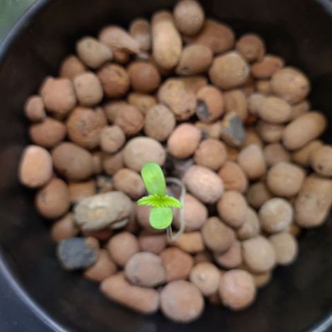 Guineo growlog timeline photo