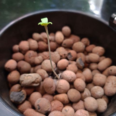 Guineo growlog timeline photo