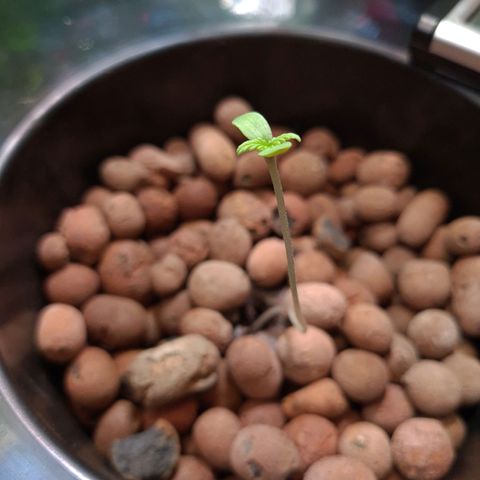 Guineo growlog timeline photo