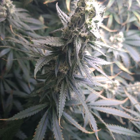 Cookie growlog timeline photo