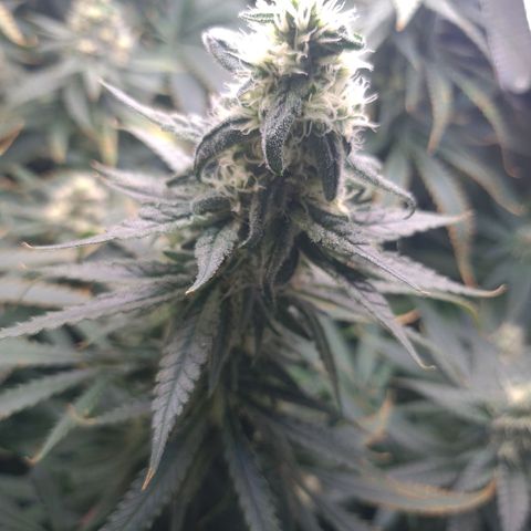 Cookie growlog timeline photo