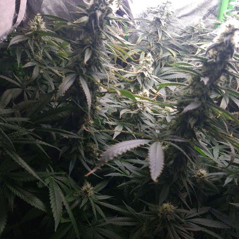 Cookie growlog timeline photo