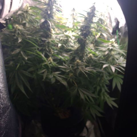 Cookie growlog timeline photo