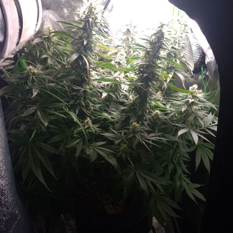 Cookie growlog timeline photo