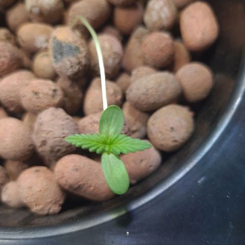 Guineo growlog timeline photo