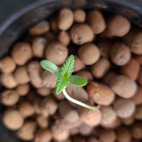 Guineo growlog timeline photo