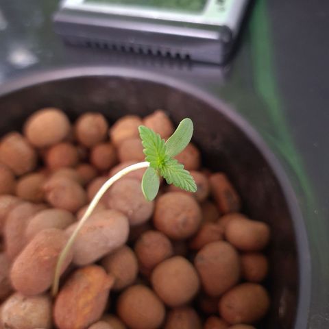 Guineo growlog timeline photo