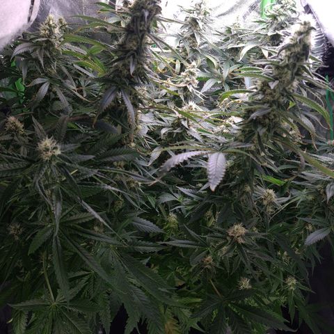 Cookie growlog timeline photo