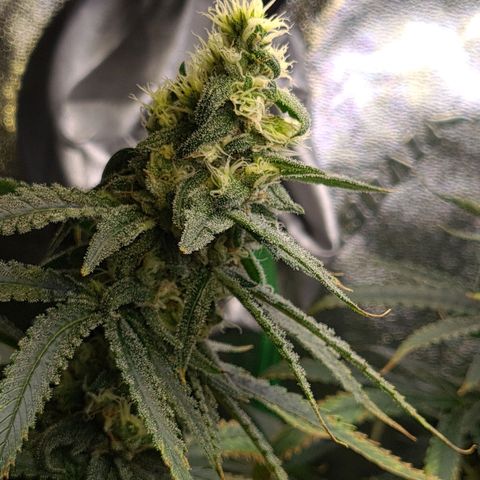 Cookie growlog timeline photo