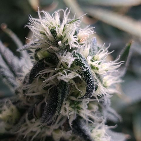 Cookie growlog timeline photo