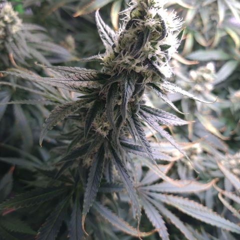 Cookie growlog timeline photo