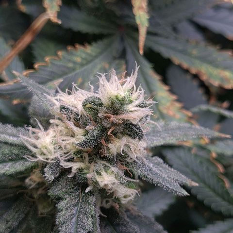 Cookie growlog timeline photo