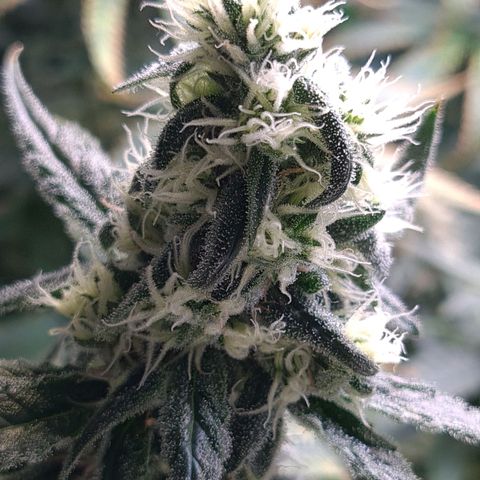 Cookie growlog timeline photo