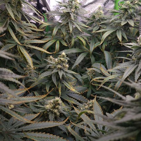 Cookie growlog timeline photo