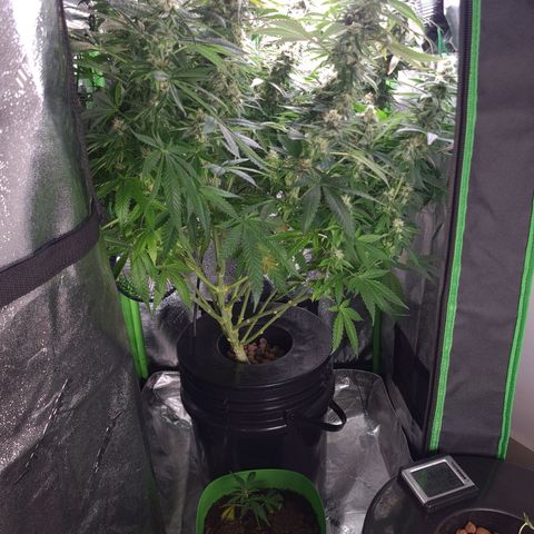 Cookie growlog timeline photo