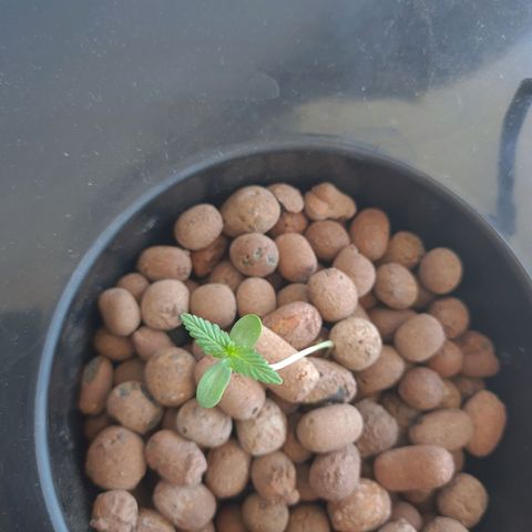 Guineo growlog timeline photo