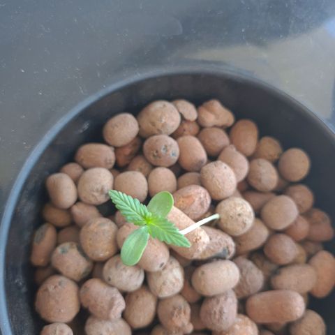 Guineo growlog timeline photo