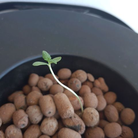 Guineo growlog timeline photo
