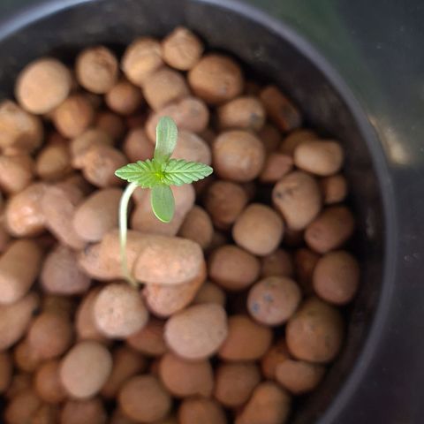 Guineo growlog timeline photo