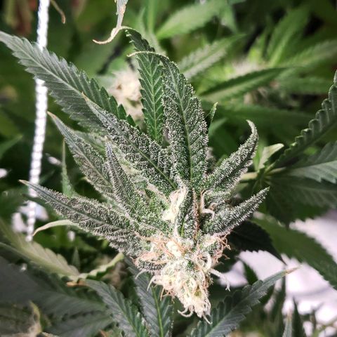 Cookie growlog timeline photo