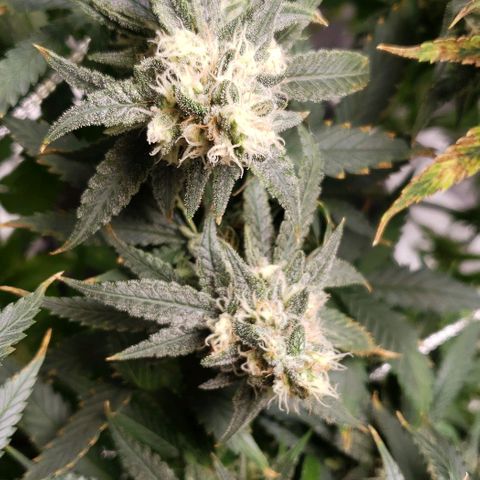 Cookie growlog timeline photo