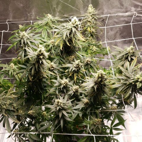 Cookie growlog timeline photo