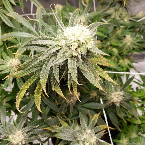 Cookie growlog timeline photo