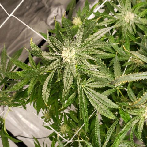 Cookie growlog timeline photo