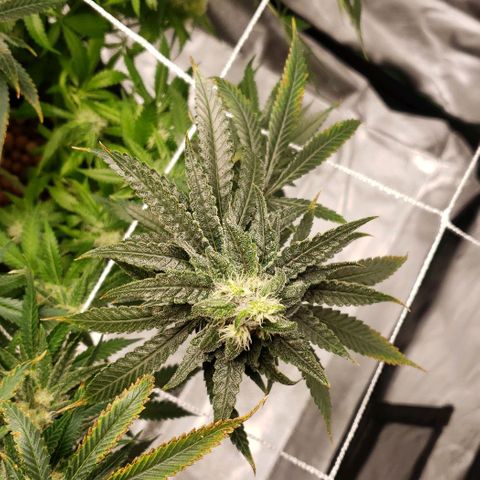 Cookie growlog timeline photo