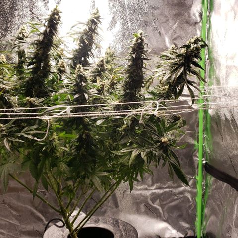 Cookie growlog timeline photo