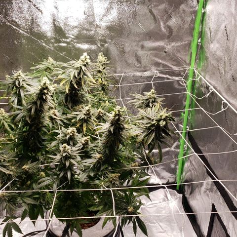 Cookie growlog timeline photo