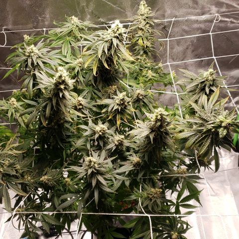 Cookie growlog timeline photo