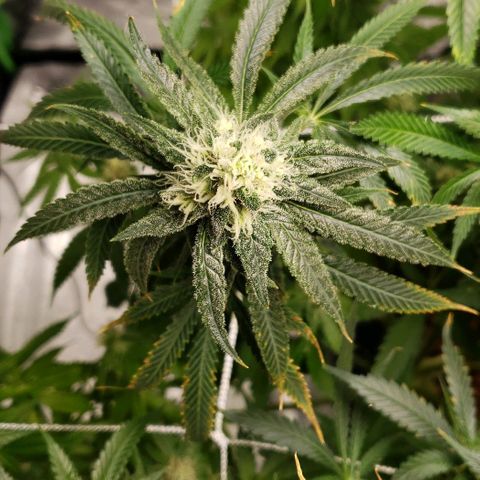 Cookie growlog timeline photo