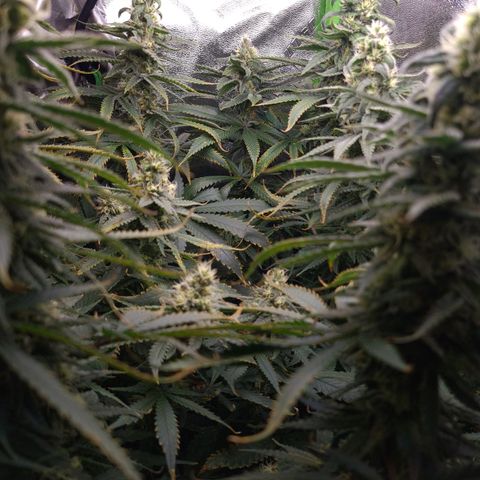 Cookie growlog timeline photo